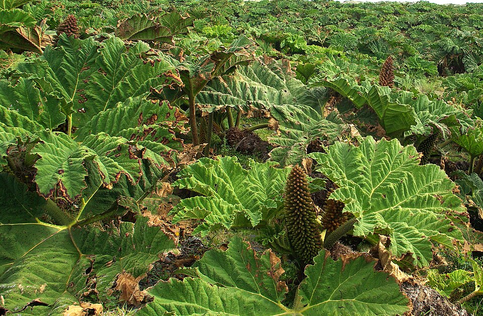 Chilean Gunnera photo 5
