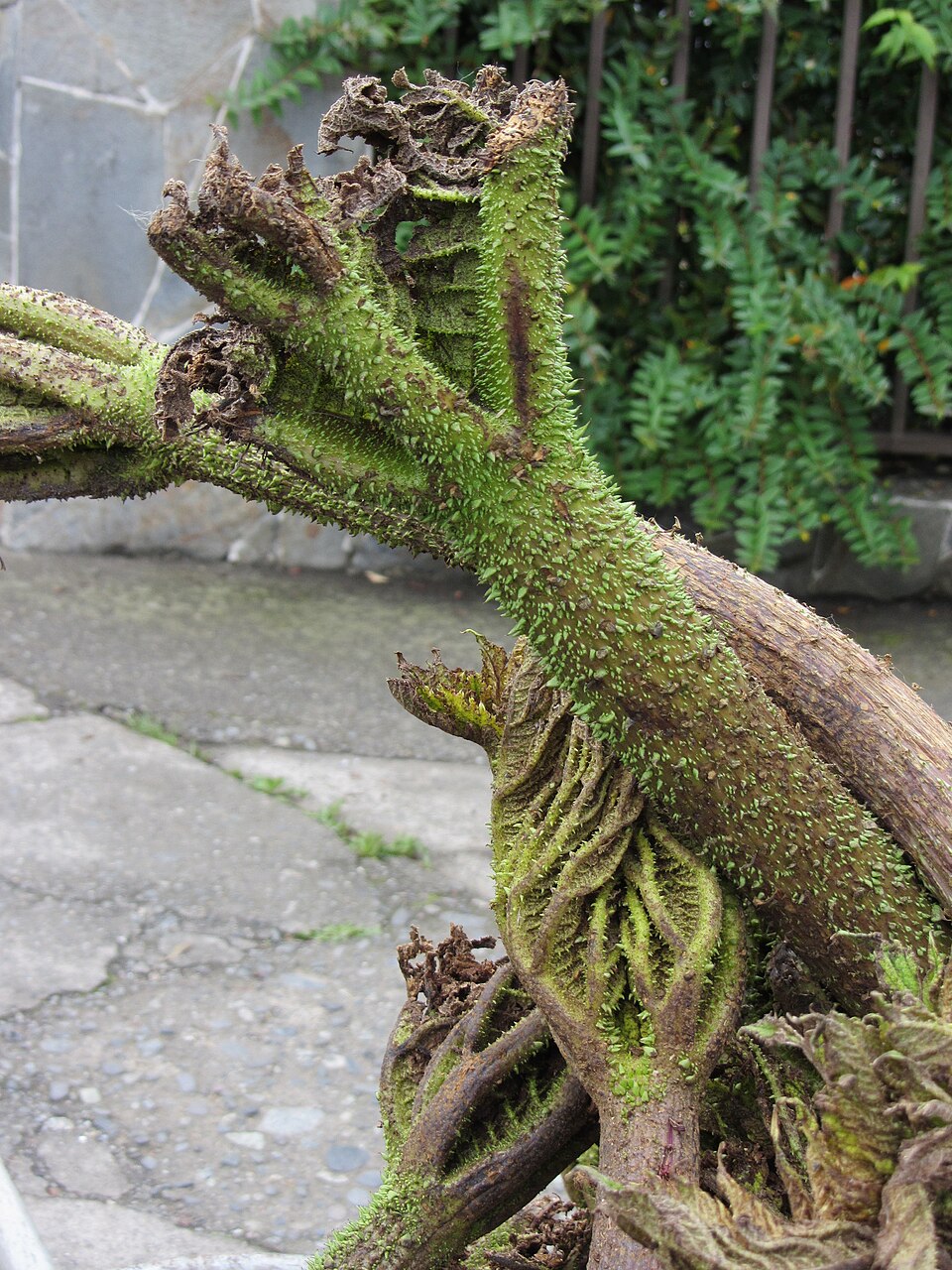 Chilean Gunnera photo 6