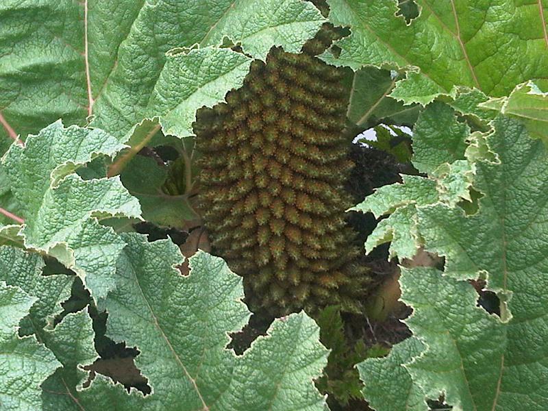 Chilean Gunnera photo 8