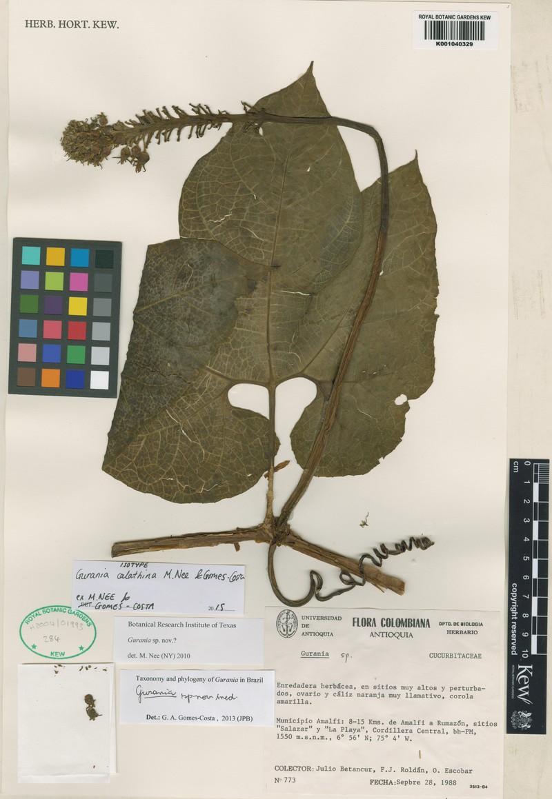 Gurania calathina