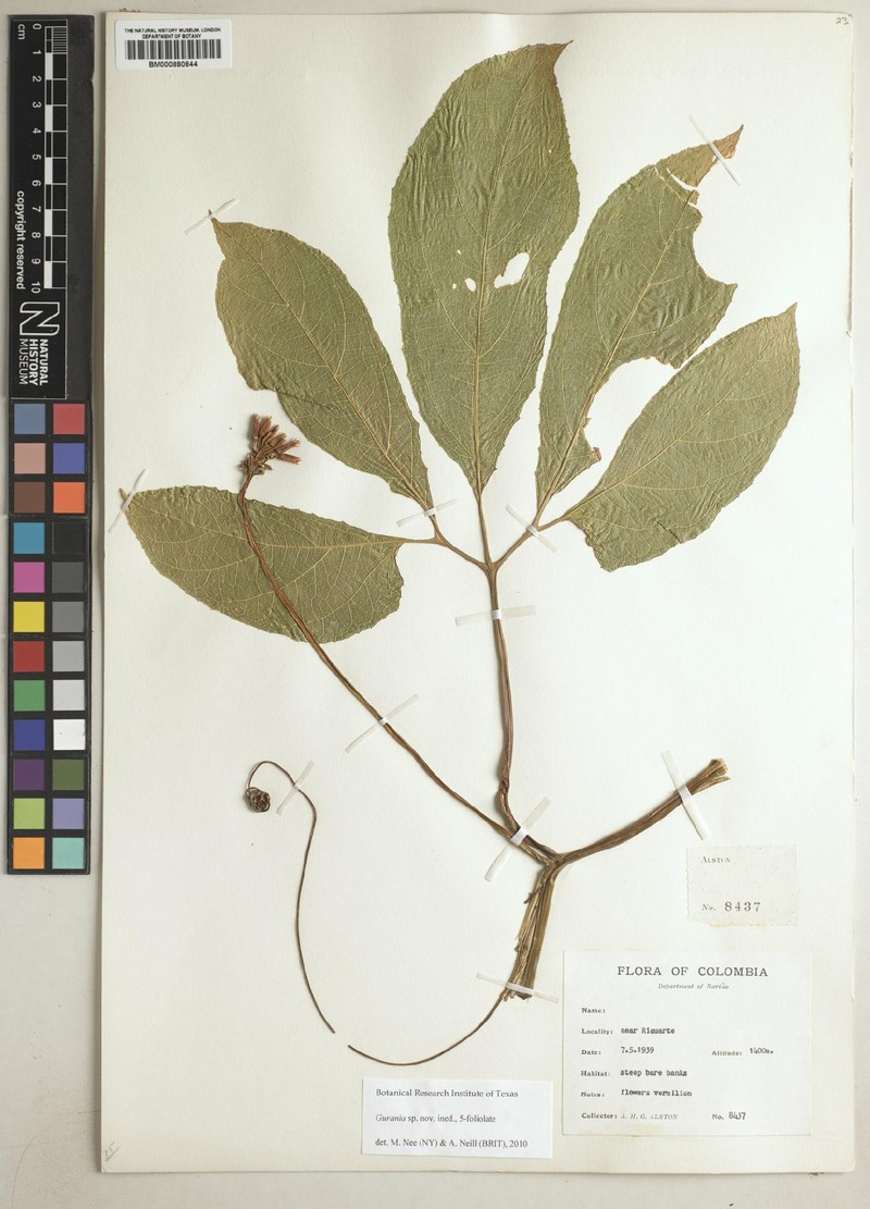 Gurania jeffreyi