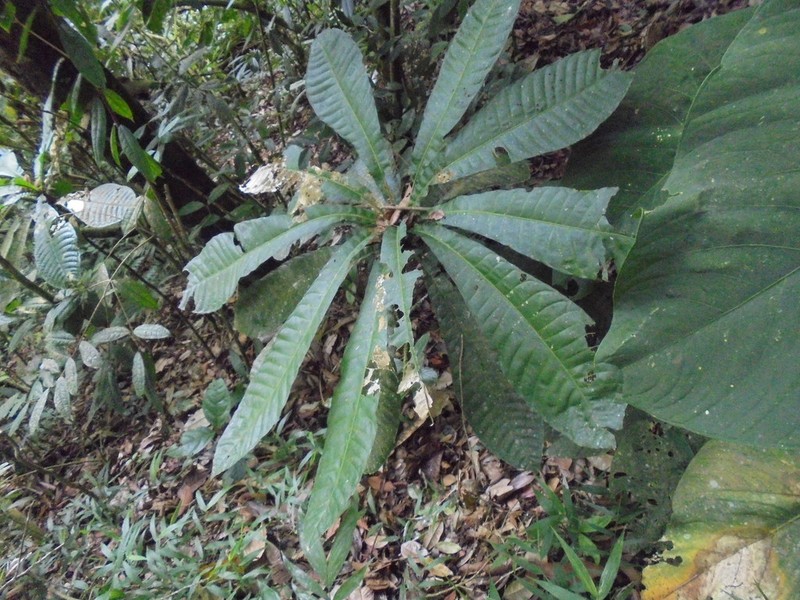 Gustavia montana photo 2