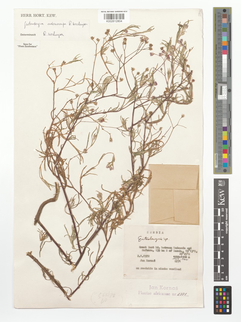 Gutenbergia adenocarpa