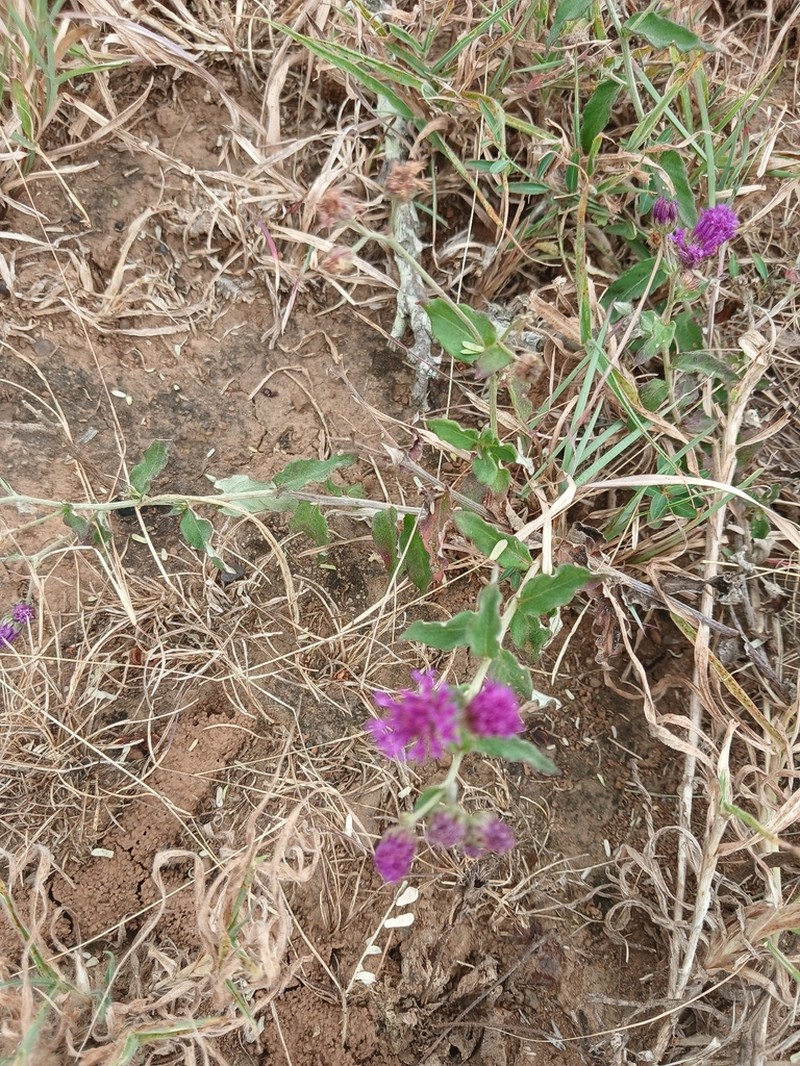 Gutenbergia boranensis photo 2