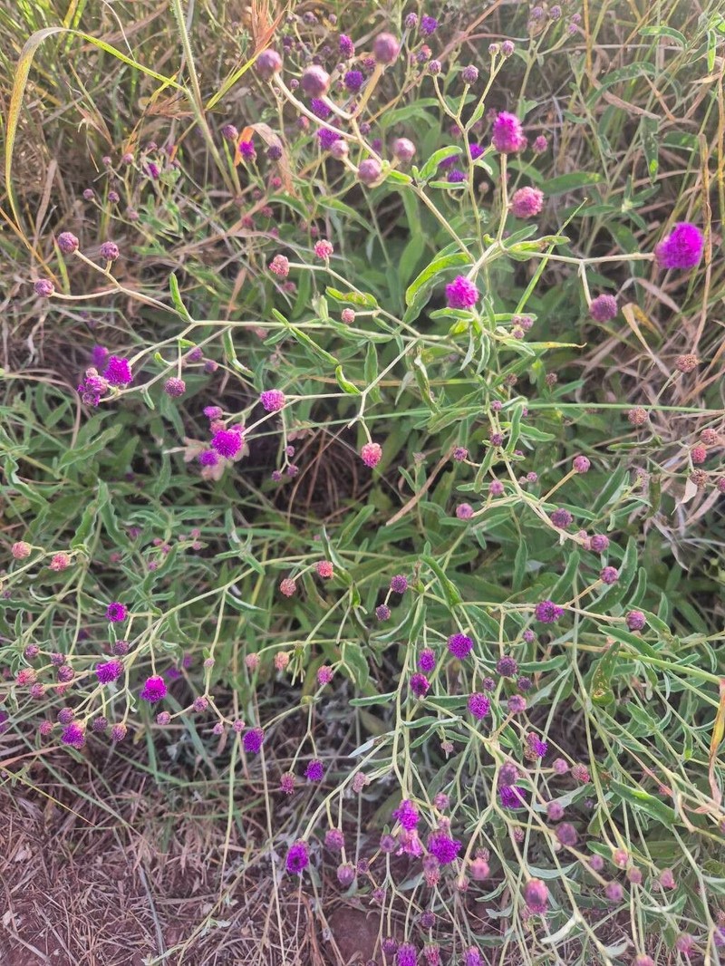 Gutenbergia boranensis photo 4