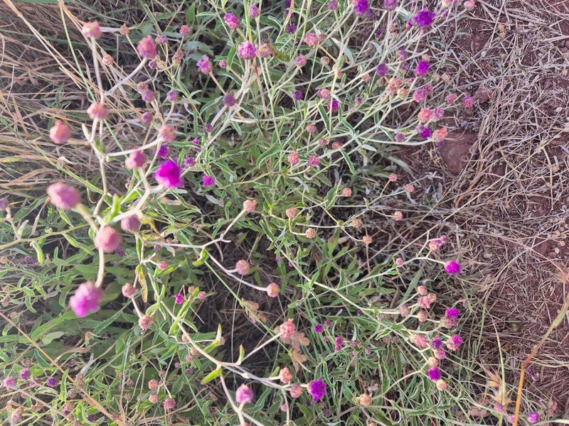 Gutenbergia boranensis photo 5