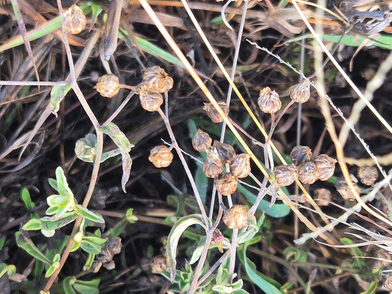 Gutenbergia boranensis photo 6