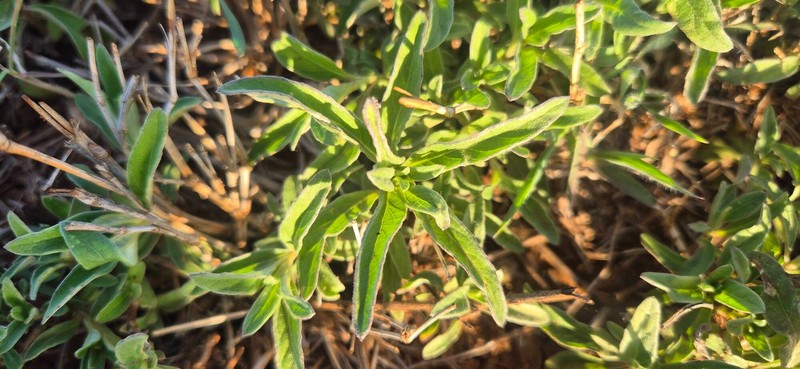 Gutenbergia boranensis photo 7