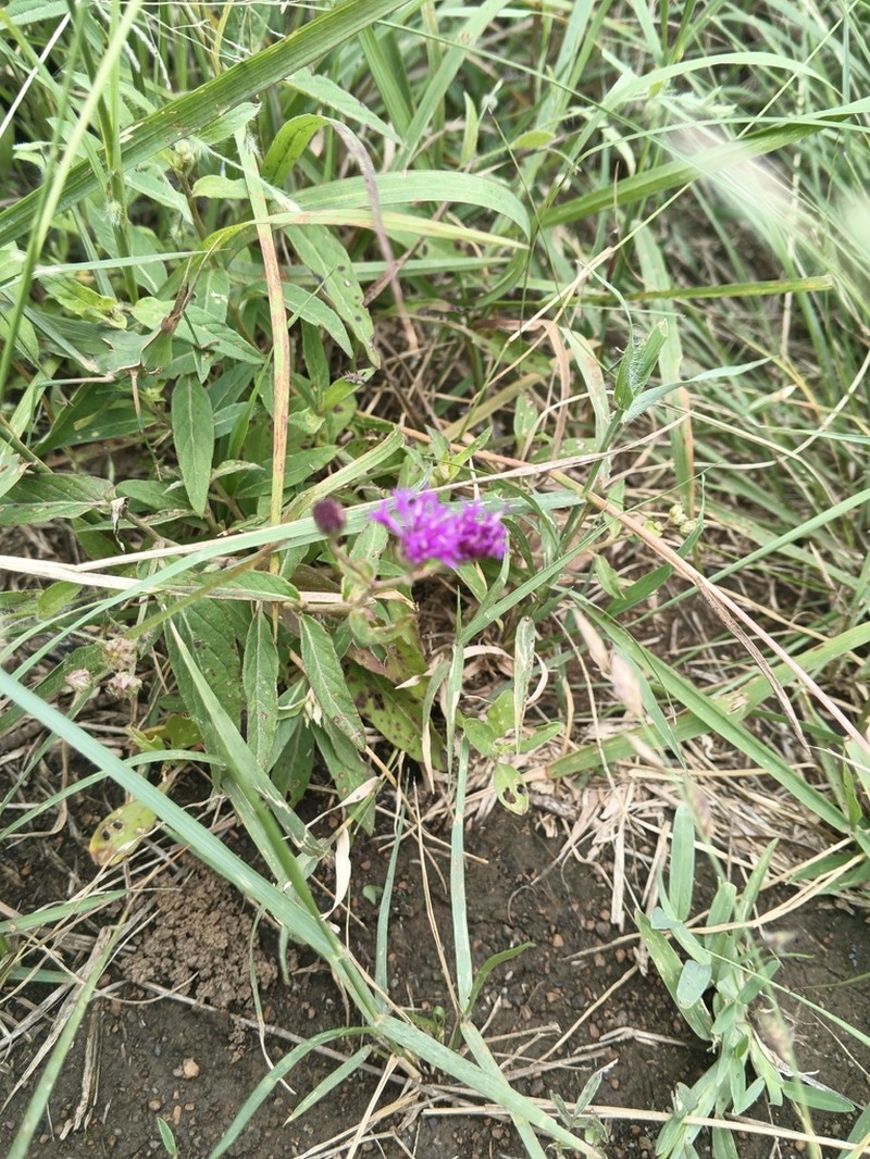 Gutenbergia cordifolia photo 2