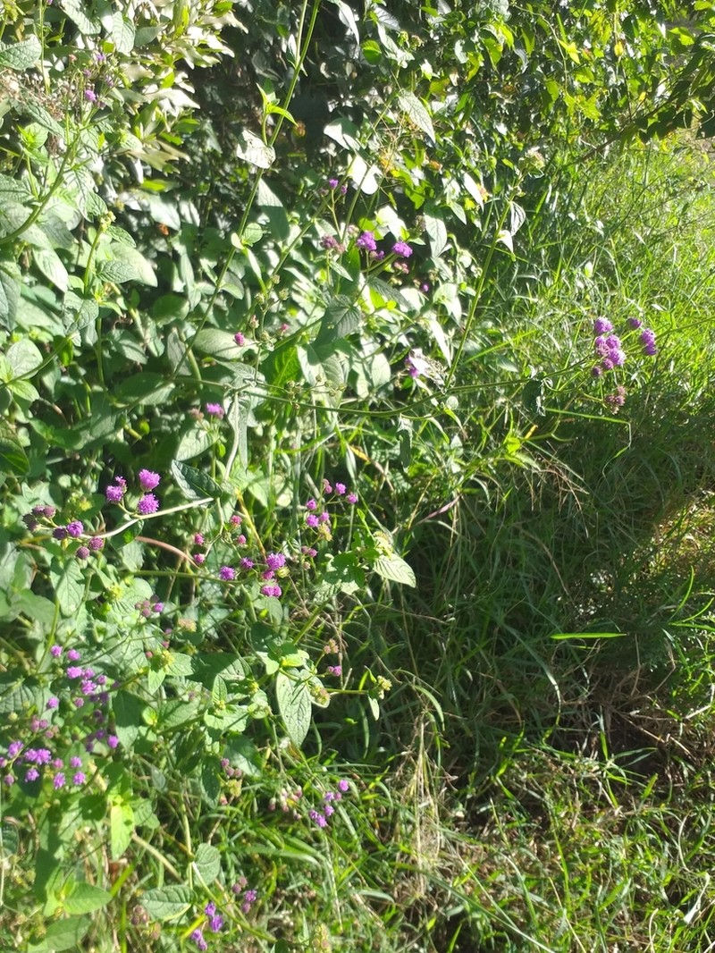 Gutenbergia cordifolia photo 4