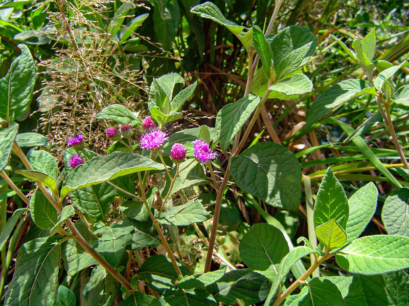 Gutenbergia cordifolia photo 5