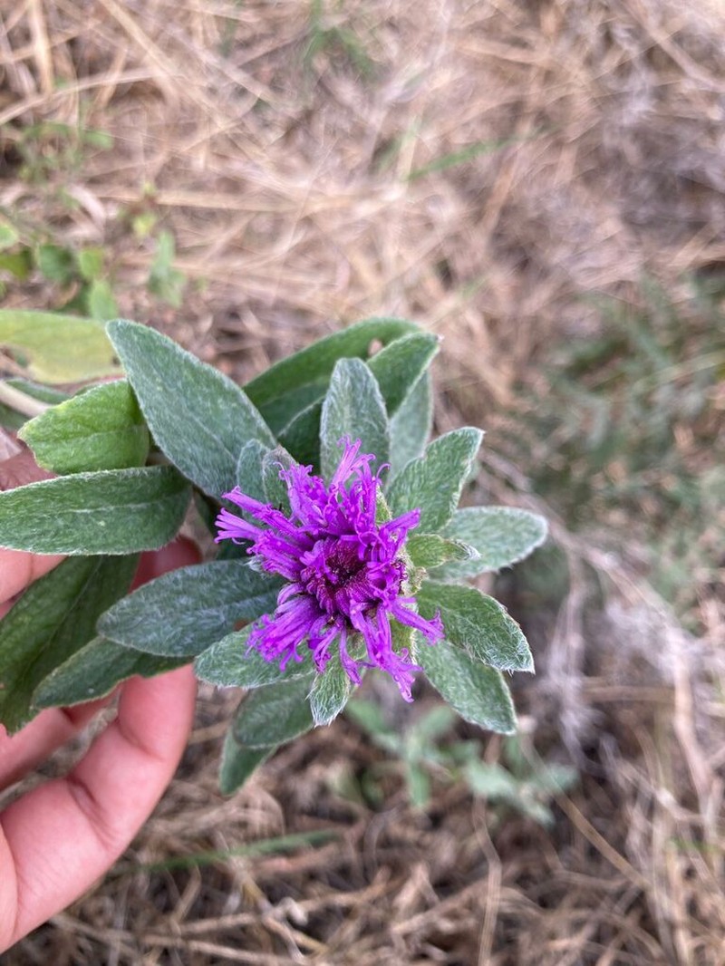 Gutenbergia cordifolia photo 6