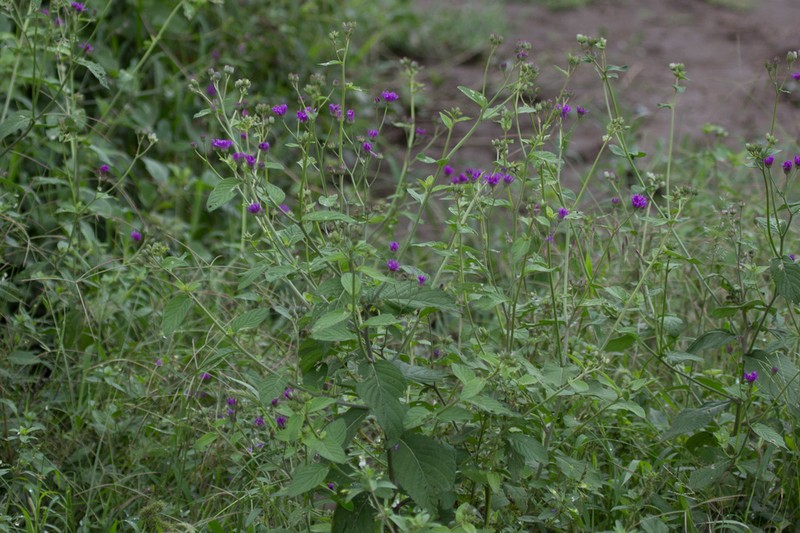 Gutenbergia cordifolia photo 7