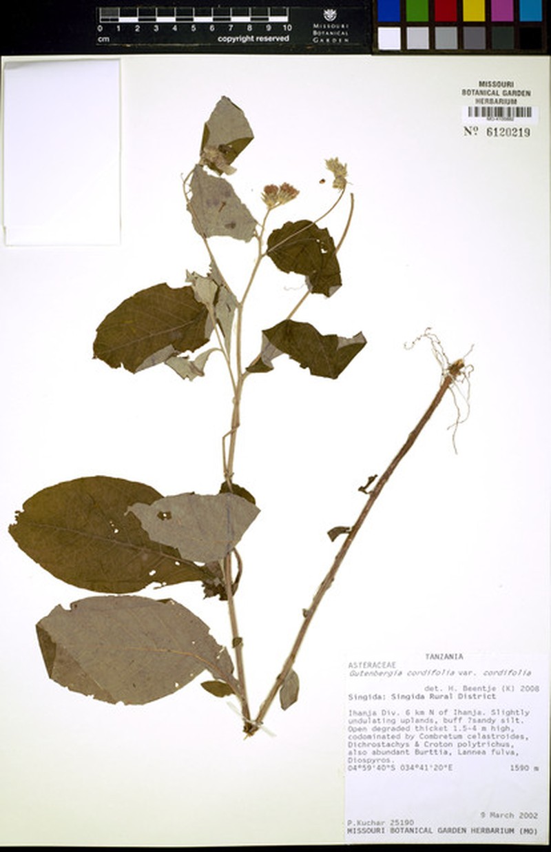 Gutenbergia cordifolia var. cordifolia