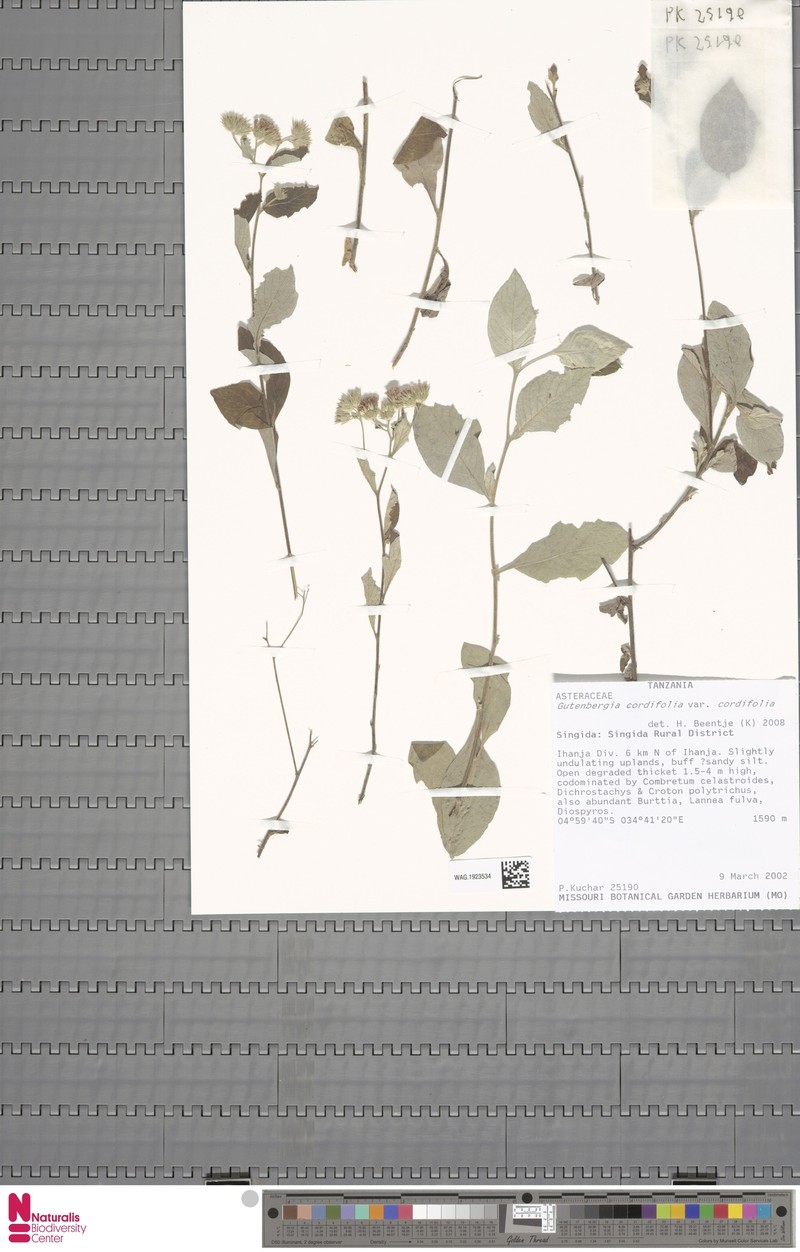 Gutenbergia cordifolia var. cordifolia photo 2