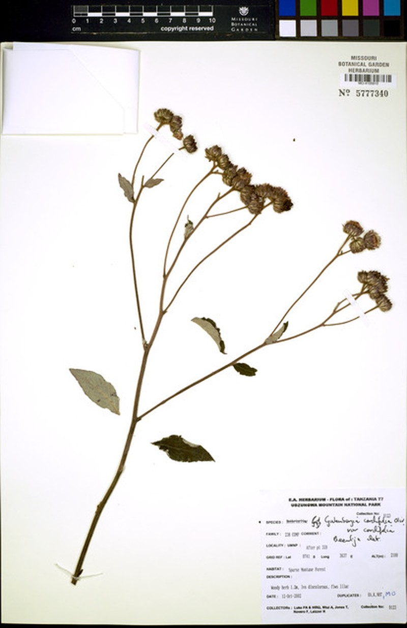 Gutenbergia cordifolia var. cordifolia photo 3