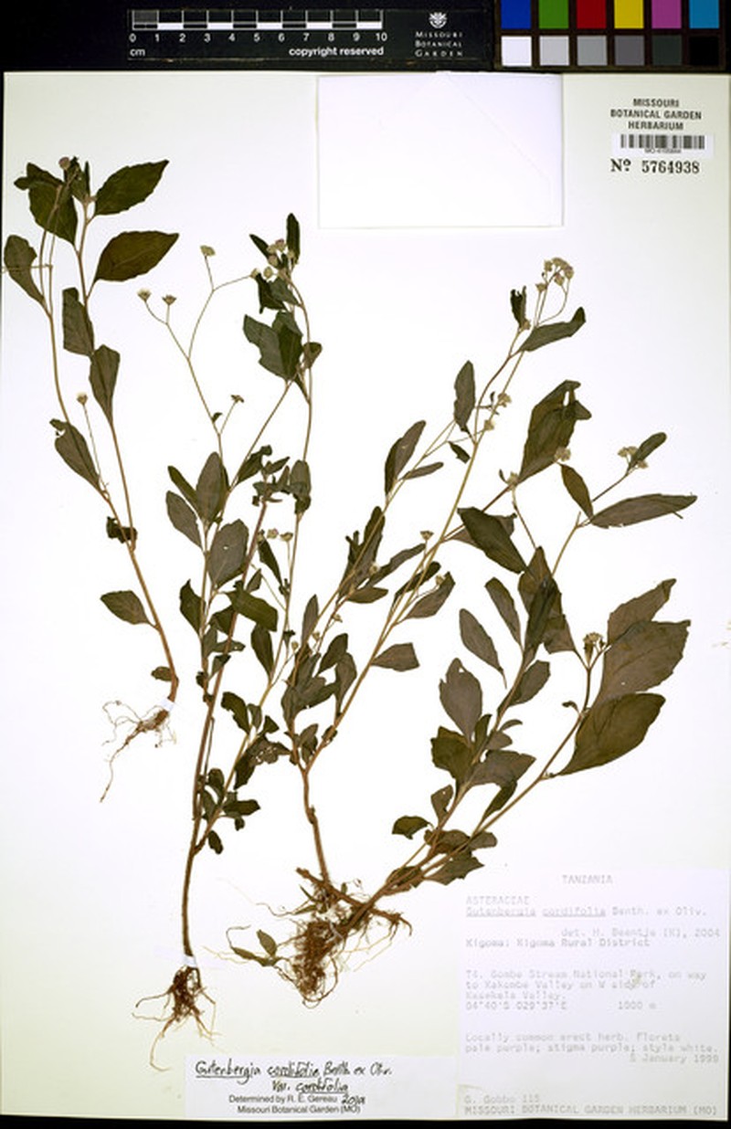 Gutenbergia cordifolia var. cordifolia photo 4