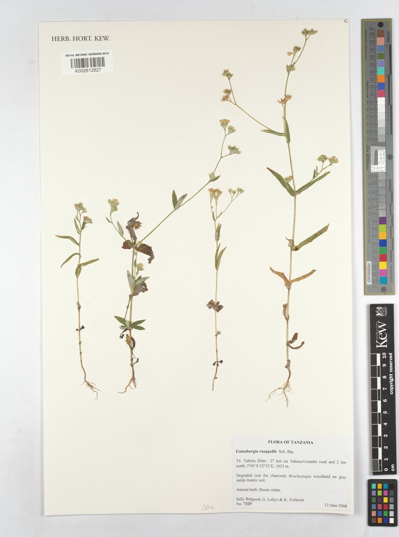 Gutenbergia rueppellii var. rueppellii