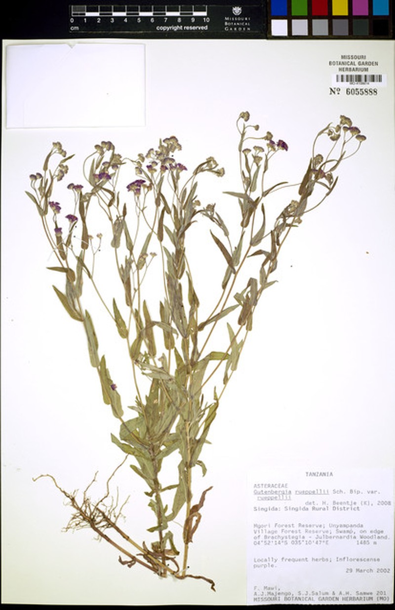 Gutenbergia rueppellii var. rueppellii photo 2