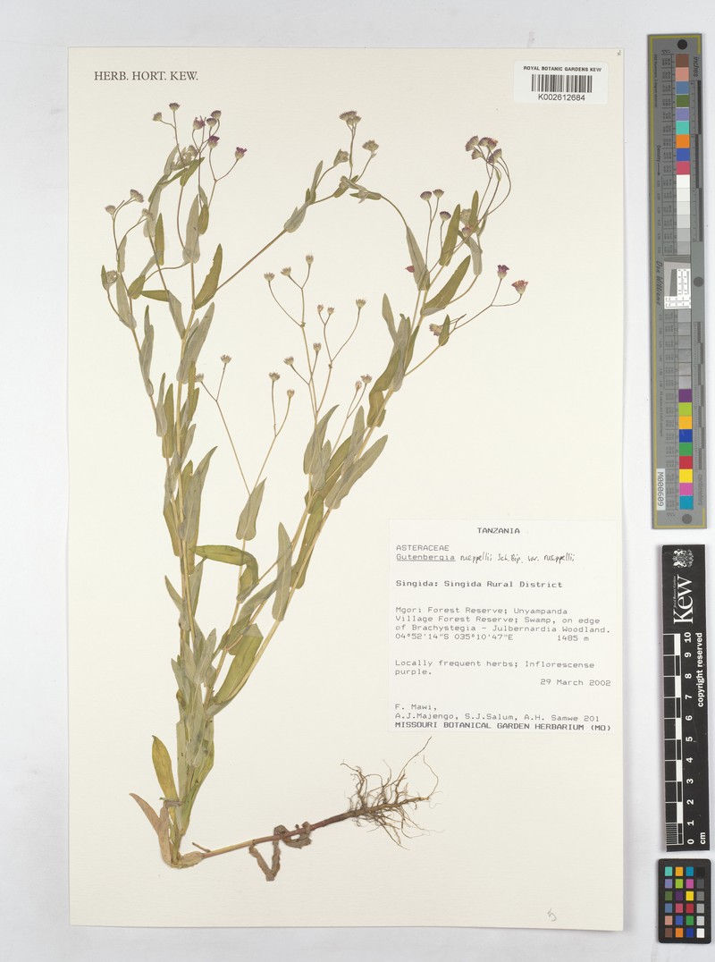 Gutenbergia rueppellii var. rueppellii photo 3