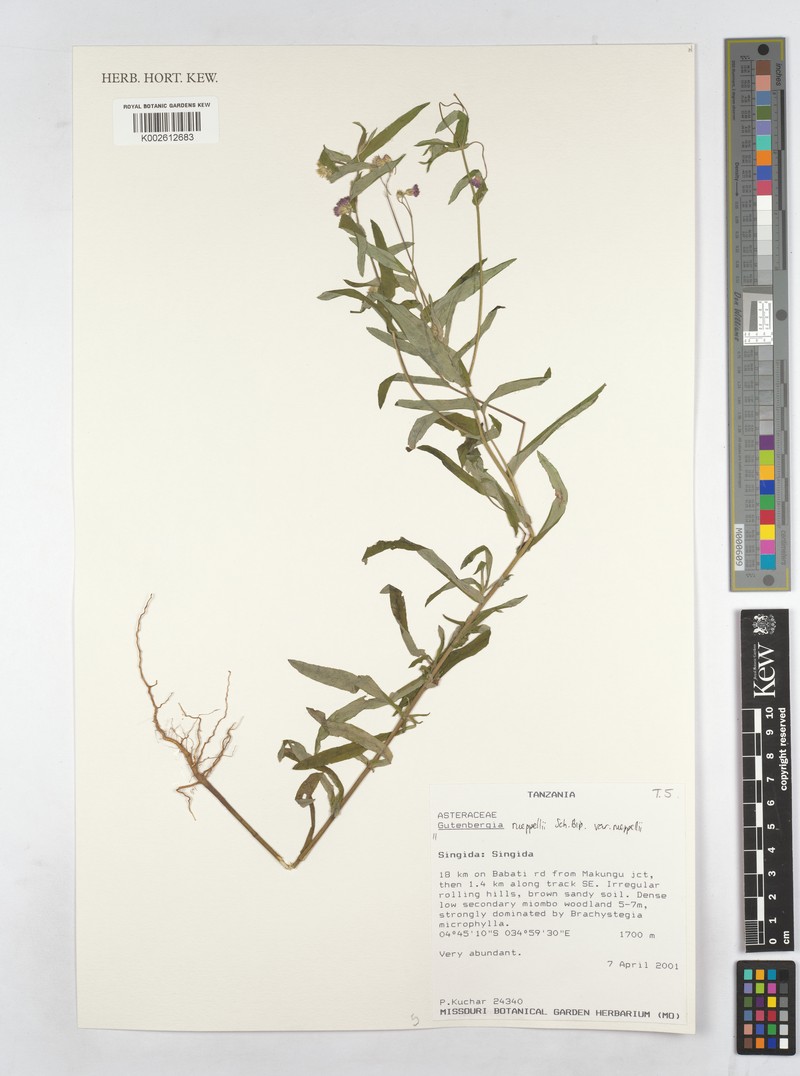 Gutenbergia rueppellii var. rueppellii photo 4