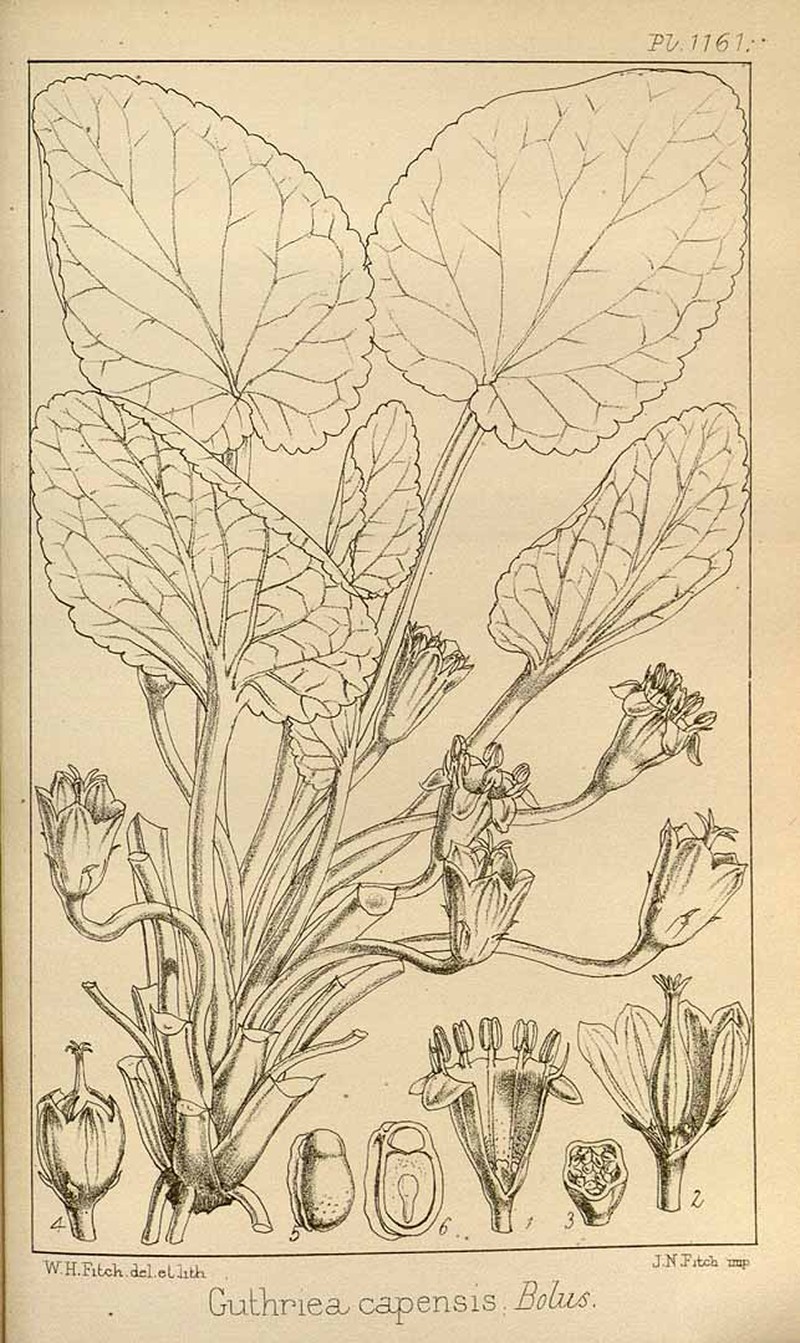 Guthriea capensis