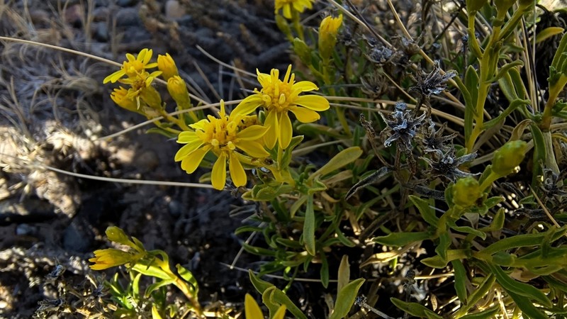 Gutierrezia ameghinoi