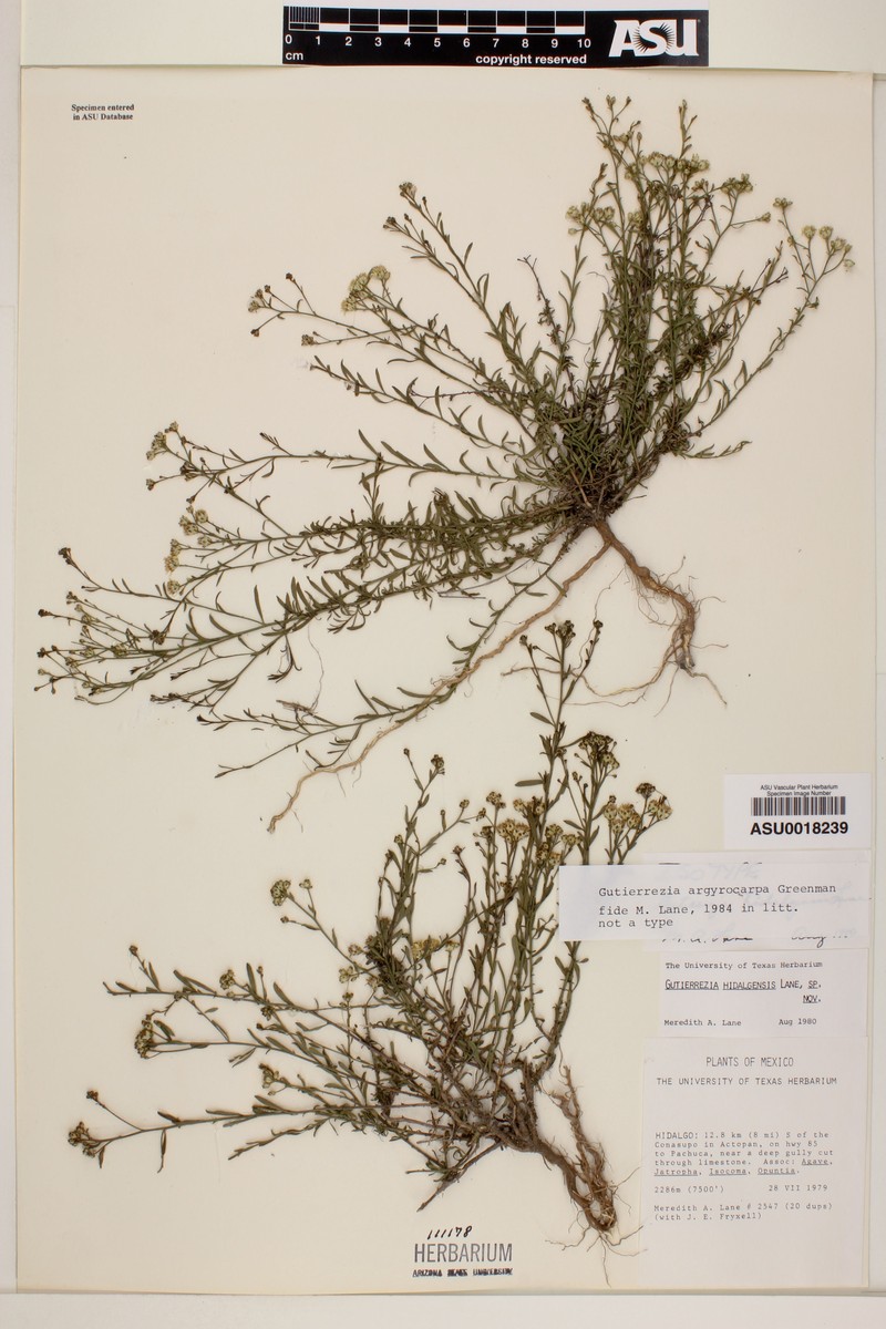 Gutierrezia argyrocarpa