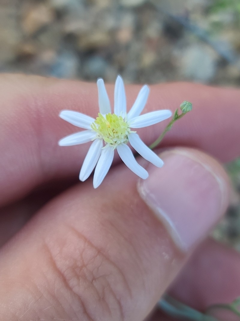 Arizona Snakeweed