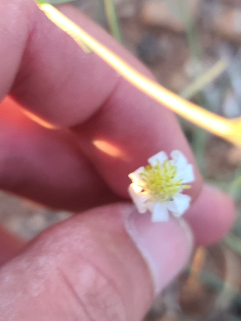 Arizona Snakeweed photo 2