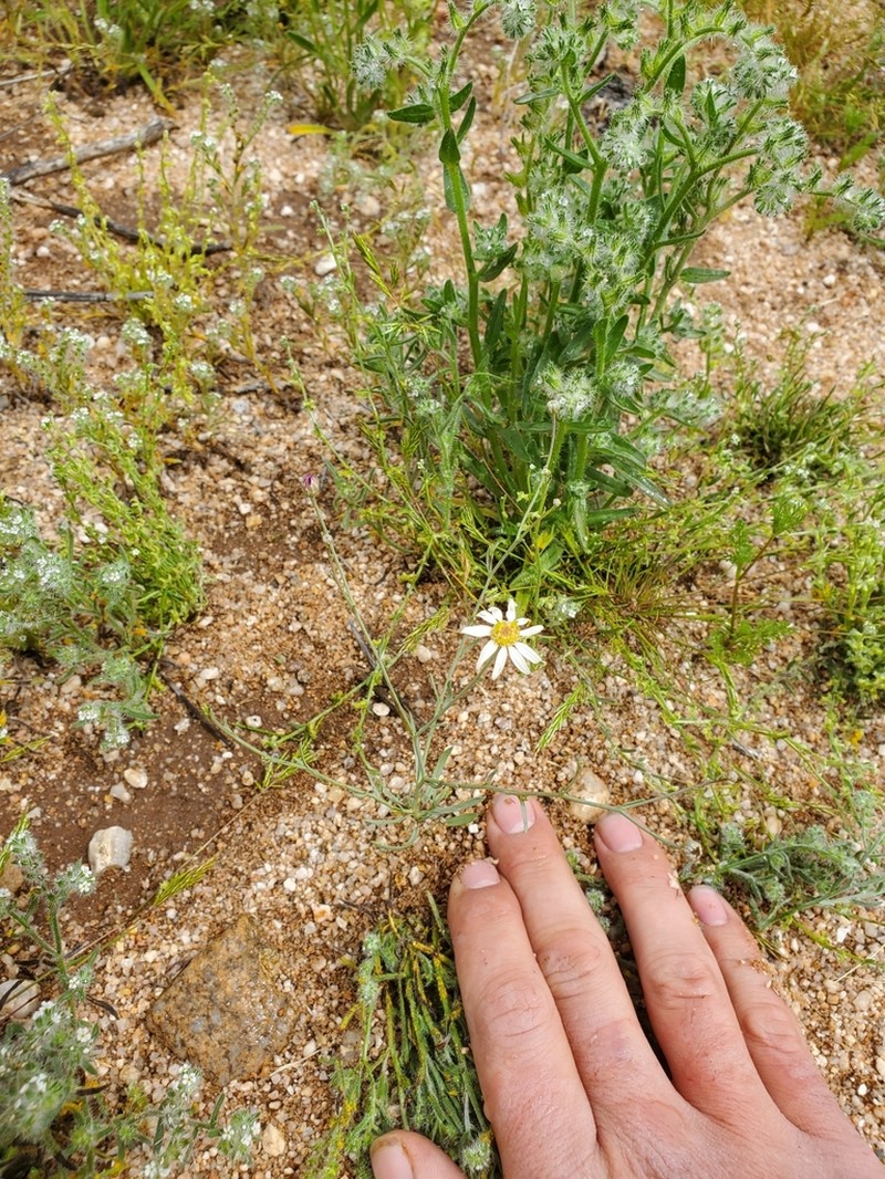 Arizona Snakeweed photo 3