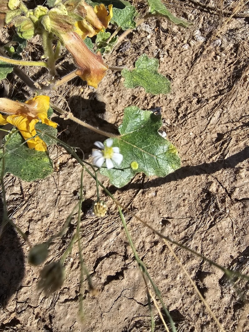 Arizona Snakeweed photo 4