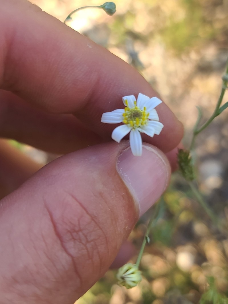 Arizona Snakeweed photo 6
