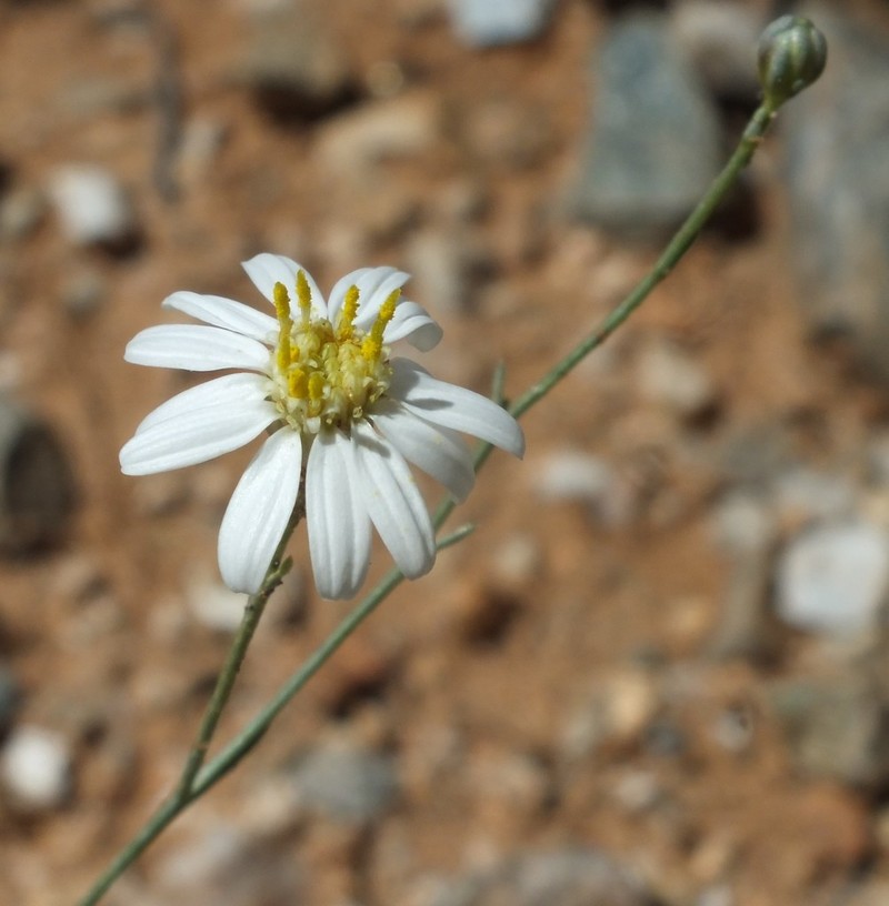 Arizona Snakeweed photo 7