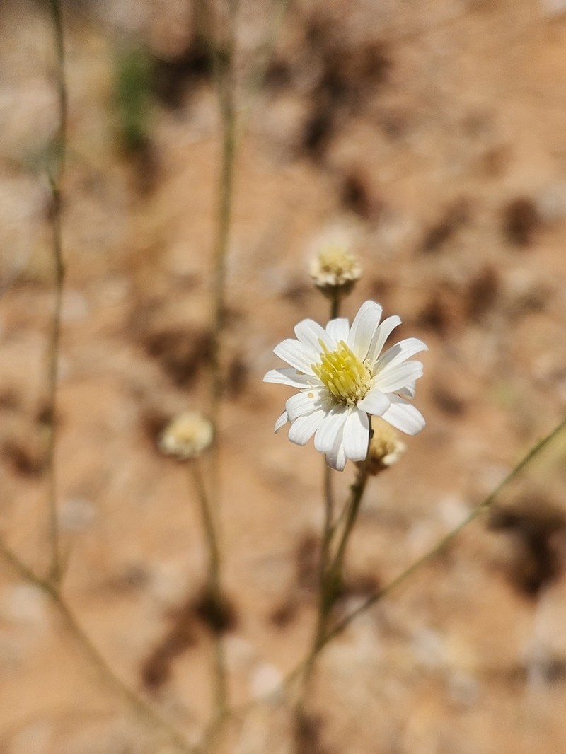 Arizona Snakeweed photo 8