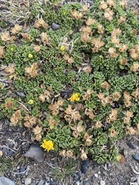 Gutierrezia baccharoides