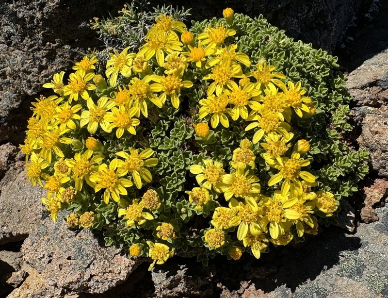 Gutierrezia baccharoides photo 3