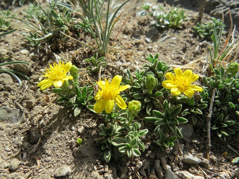 Gutierrezia baccharoides photo 4