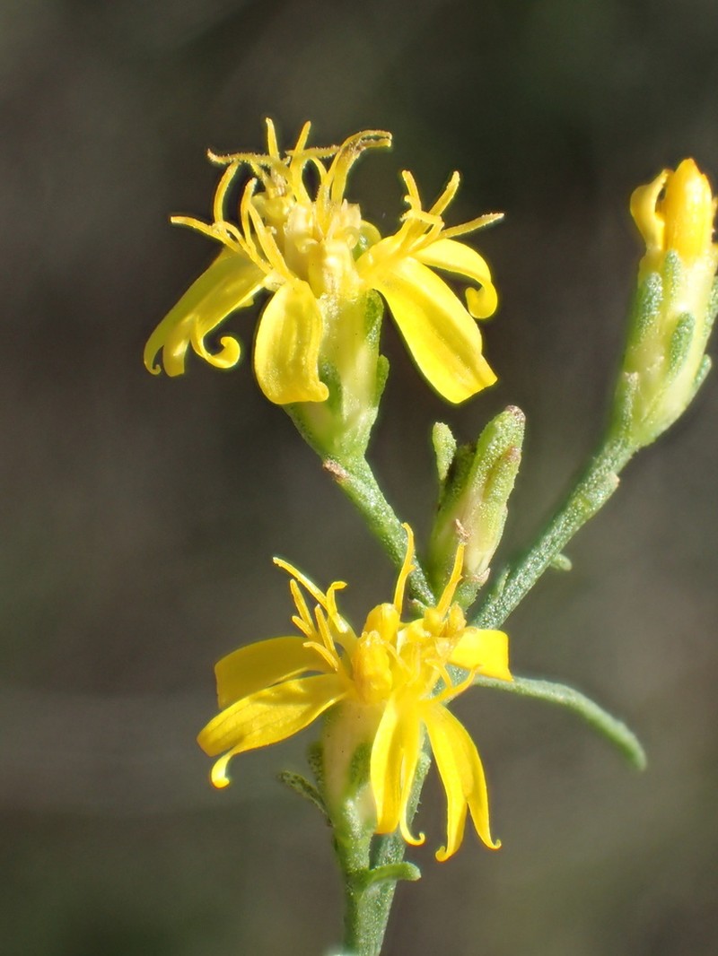 San Joaquin Snakeweed