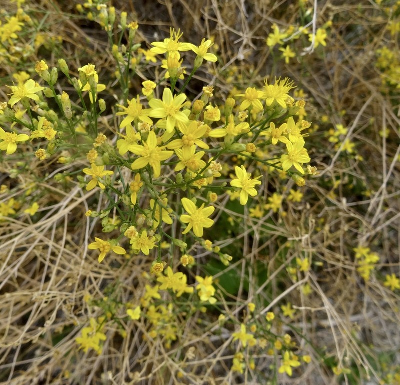San Joaquin Snakeweed photo 2