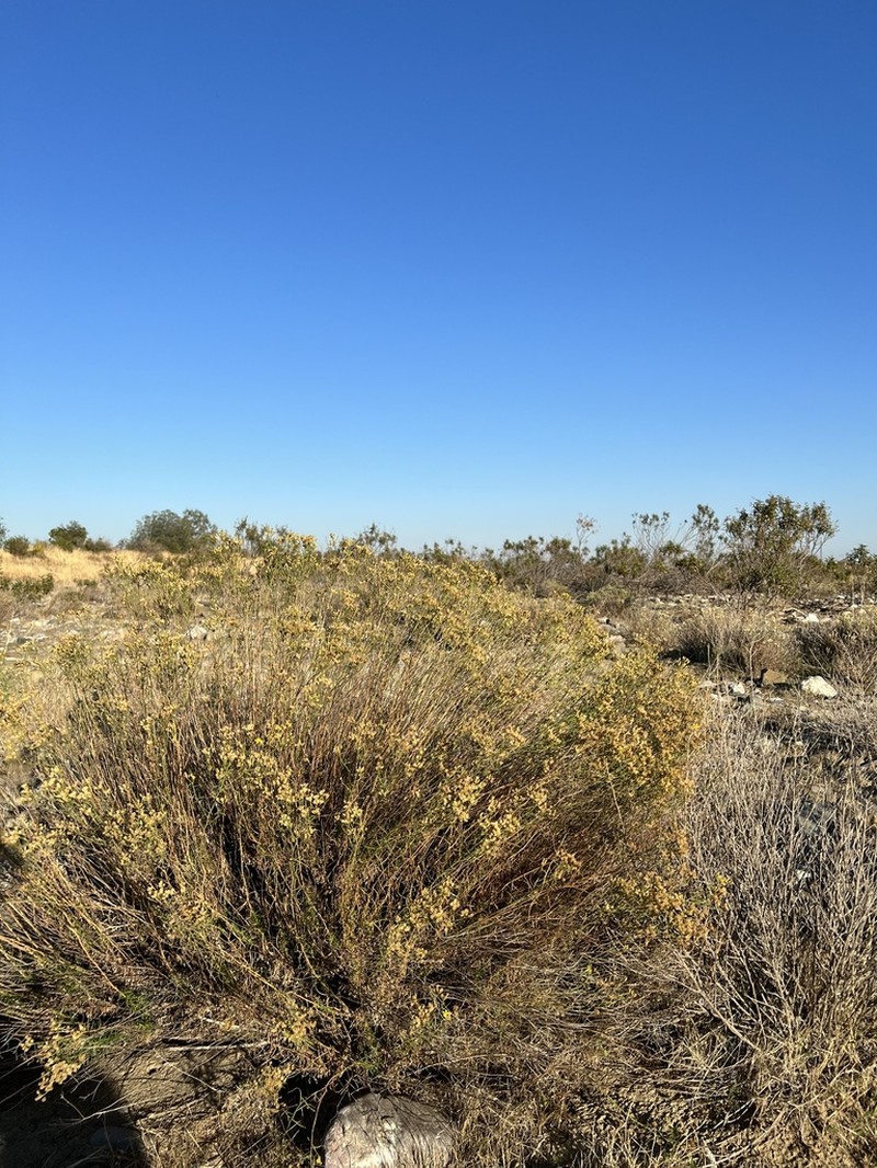San Joaquin Snakeweed photo 3