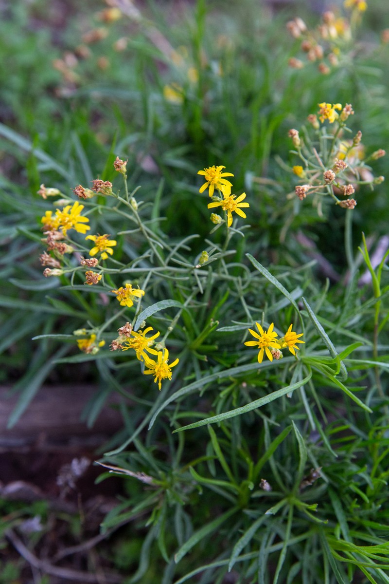 San Joaquin Snakeweed photo 4