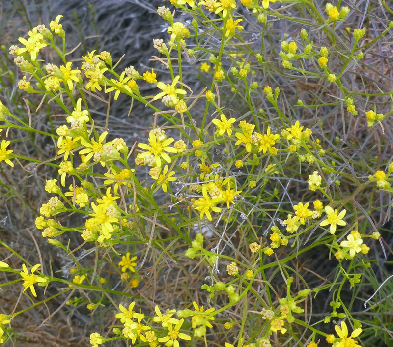 San Joaquin Snakeweed photo 5