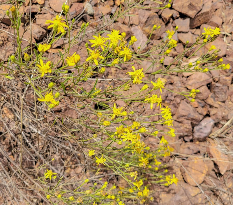 San Joaquin Snakeweed photo 6