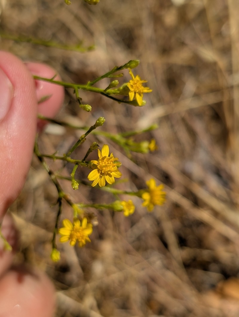 San Joaquin Snakeweed photo 7