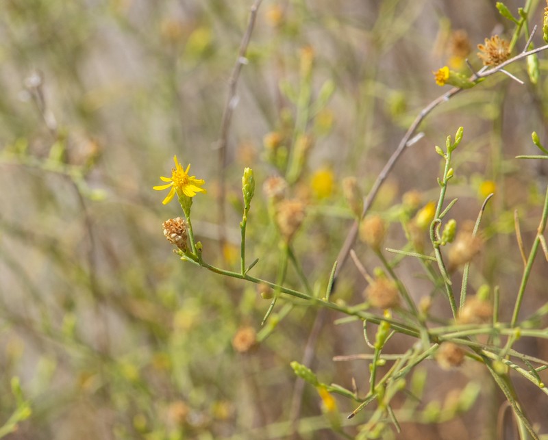San Joaquin Snakeweed photo 8