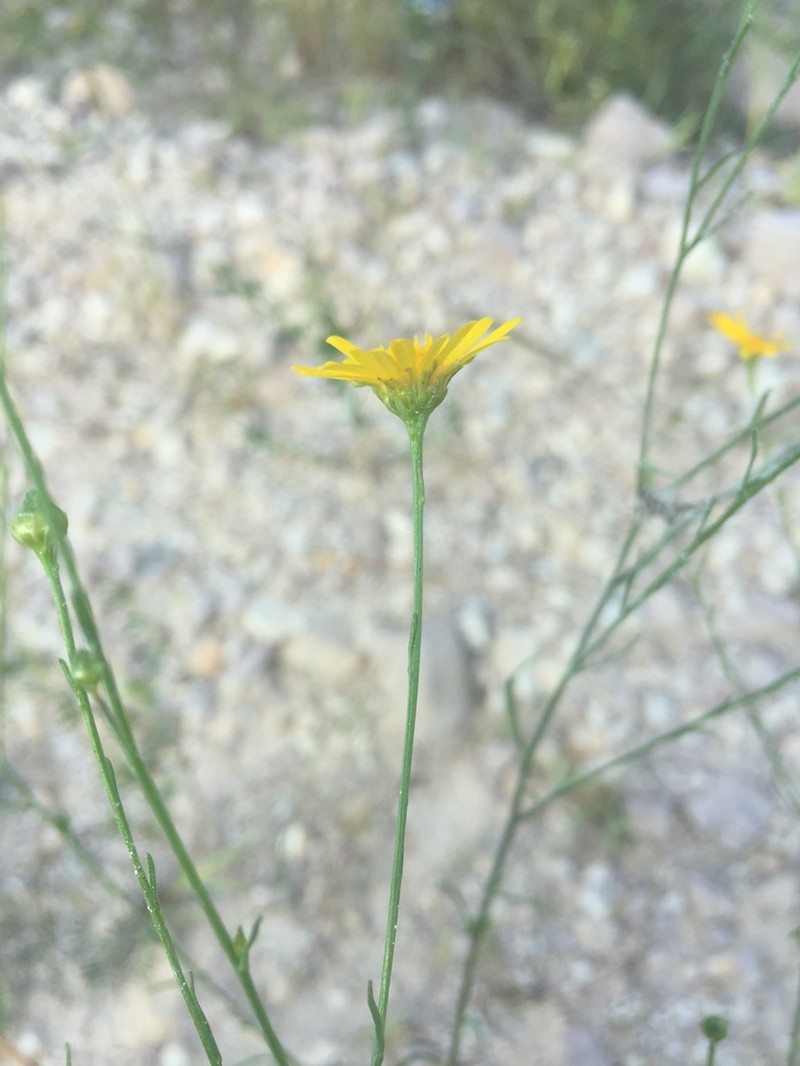 Gutierrezia conoidea