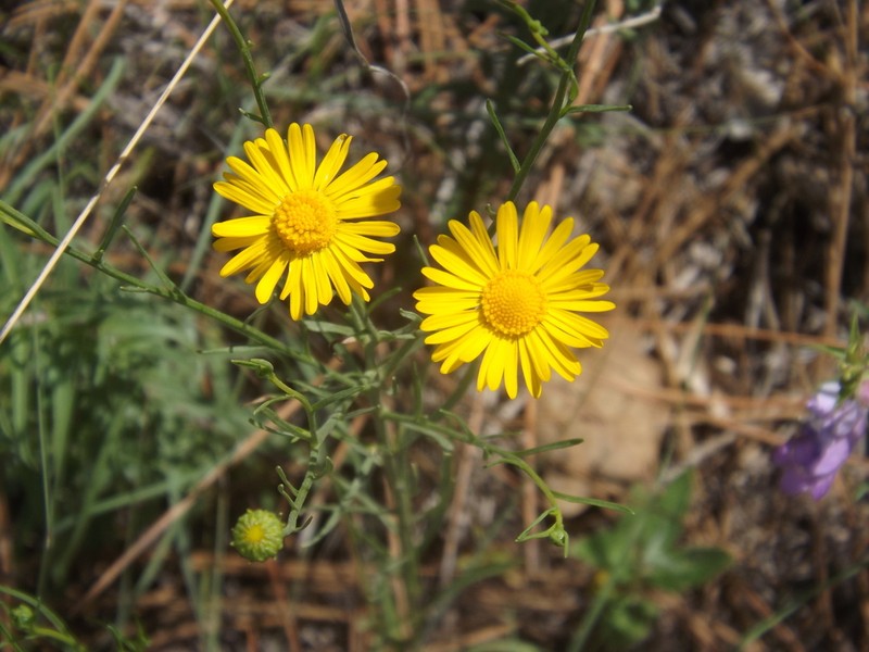 Gutierrezia conoidea photo 2