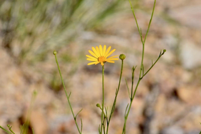 Gutierrezia conoidea photo 5