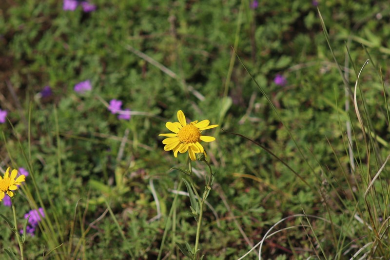Gutierrezia dunalii